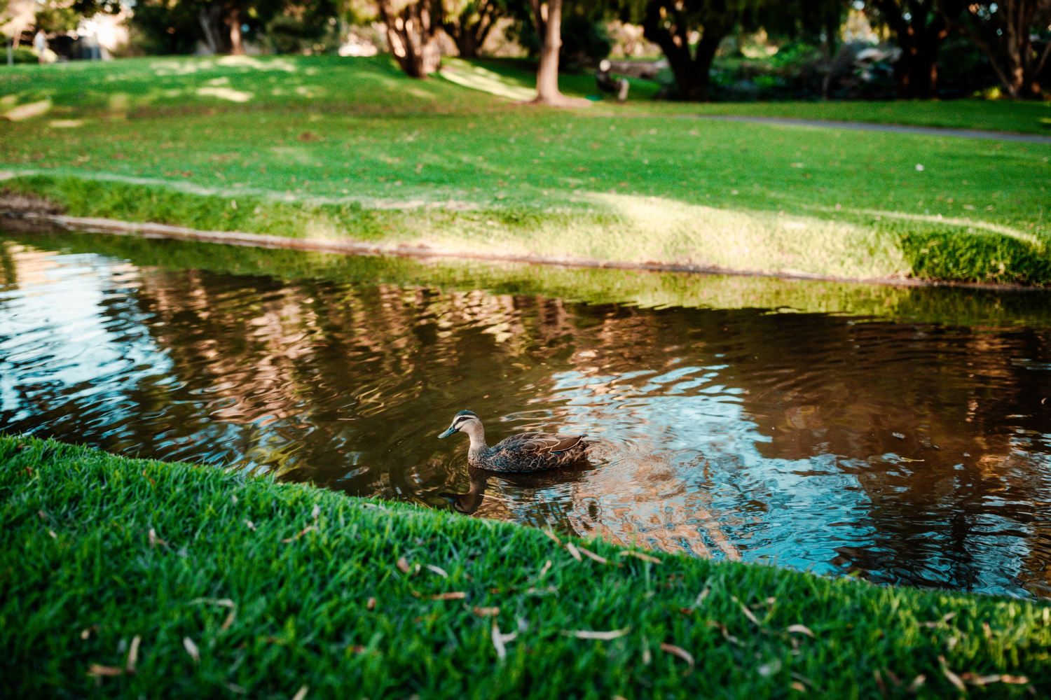 Retention Pond Maintenance