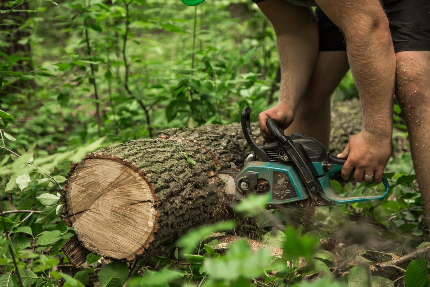 Tree Removal Services